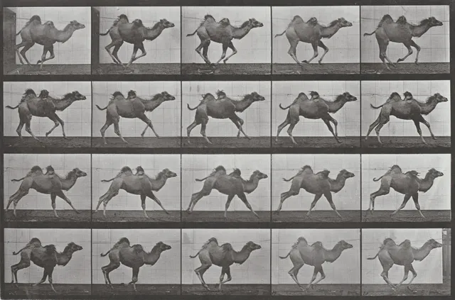 Stills In Motion wallpaper: Bactrian Camel Galloping 1887